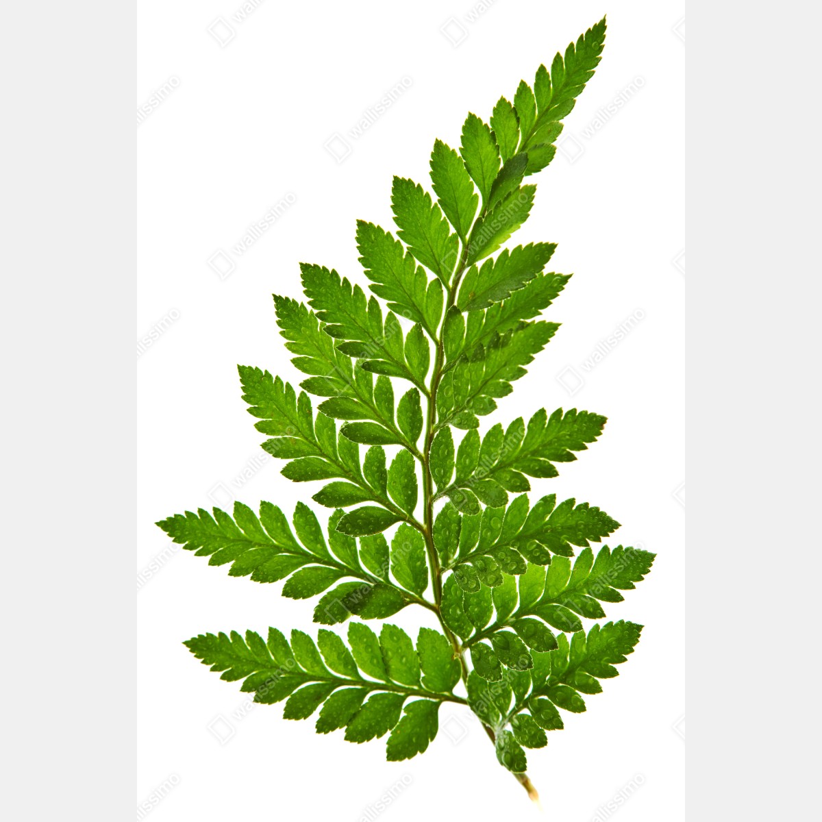 Plakat zielony liść paproci na białym tle – Wallissimo® Plakat zielony liść paproci na białym tle – Wallissimo®