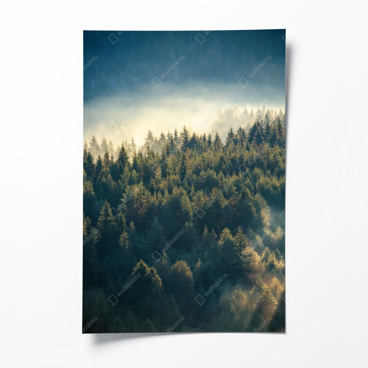 Plakat mglisty las sosnowy o świcie – Wallissimo® Plakat mglisty las sosnowy o świcie – Wallissimo®