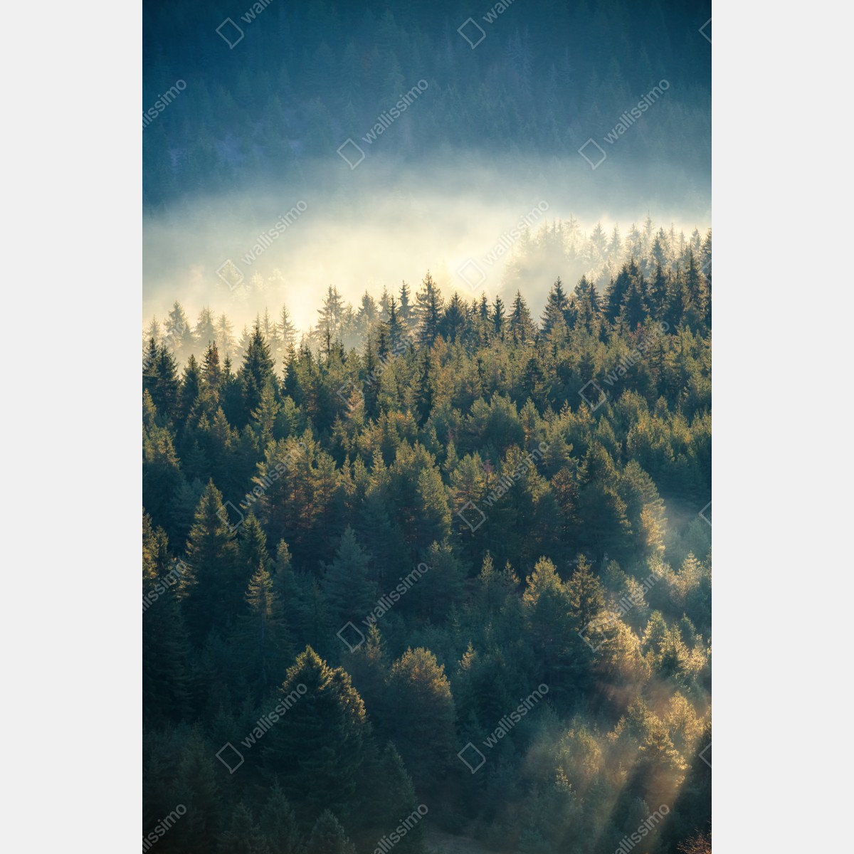 Plakat mglisty las sosnowy o świcie – Wallissimo® Plakat mglisty las sosnowy o świcie – Wallissimo®