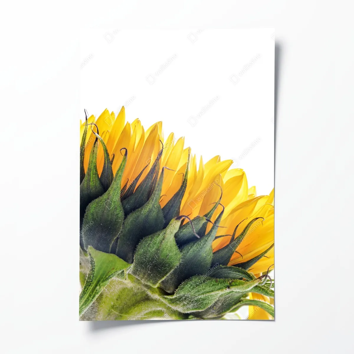 Plakat słonecznik w rogu na białym tle – Wallissimo® Plakat słonecznik w rogu na białym tle – Wallissimo®