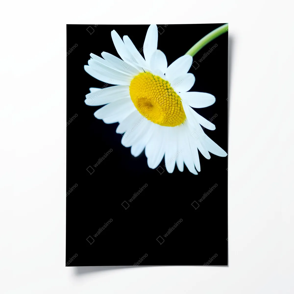 Plakat białe zbliżenie stokrotki na czarnym tle – Wallissimo® Plakat białe zbliżenie stokrotki na czarnym tle – Wallissimo®
