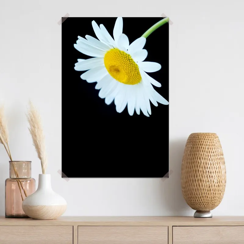 Plakat białe zbliżenie stokrotki na czarnym tle – Wallissimo® Plakat białe zbliżenie stokrotki na czarnym tle – Wallissimo®