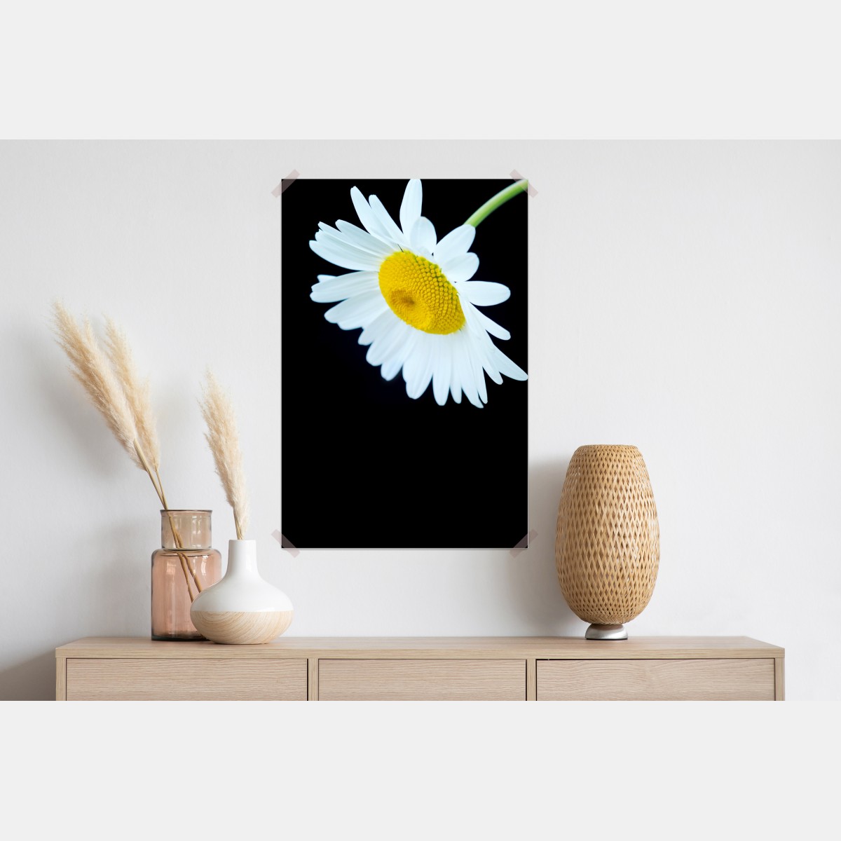 Plakat białe zbliżenie stokrotki na czarnym tle – Wallissimo® Plakat białe zbliżenie stokrotki na czarnym tle – Wallissimo®