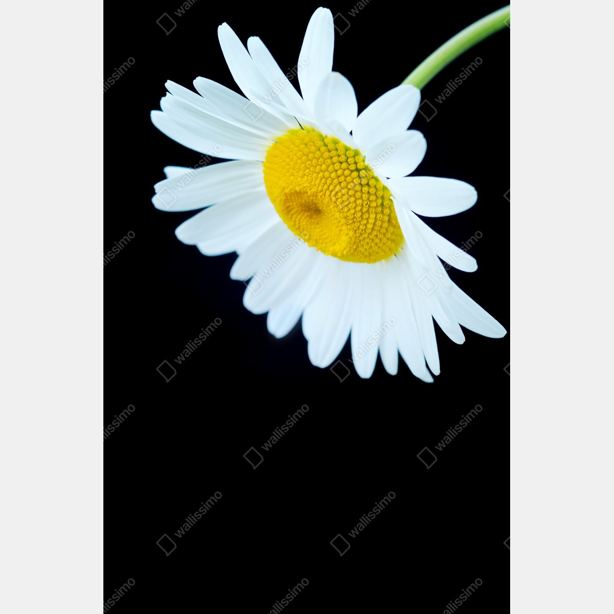 Plakat białe zbliżenie stokrotki na czarnym tle – Wallissimo® Plakat białe zbliżenie stokrotki na czarnym tle – Wallissimo®