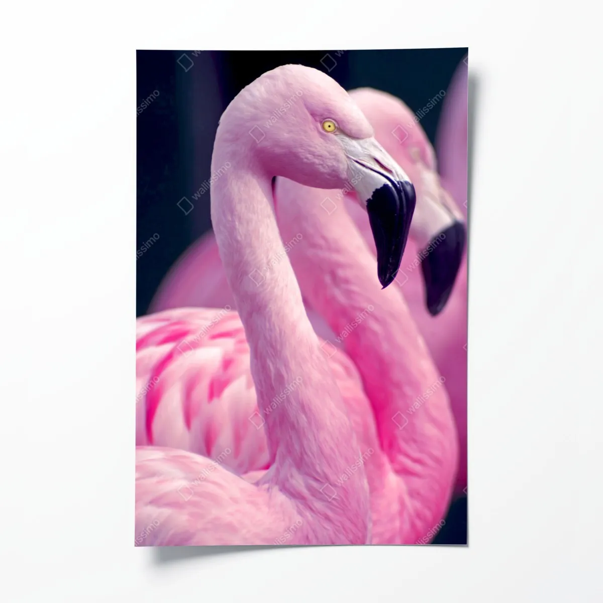 Plakat delikatny portret różowego flaminga – Wallissimo® Plakat delikatny portret różowego flaminga – Wallissimo®