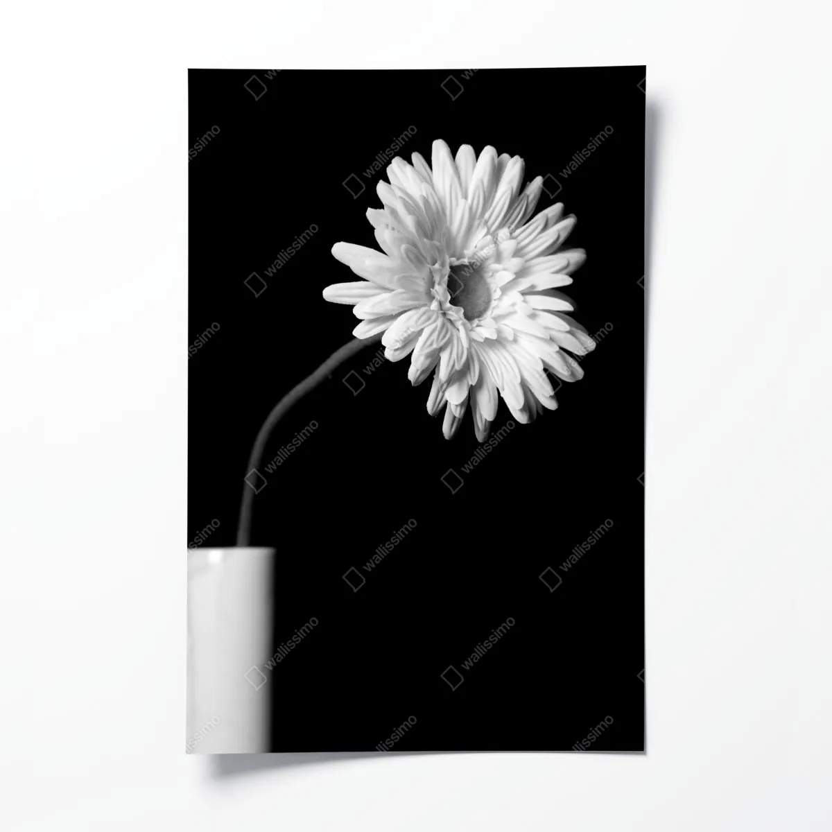 Plakat biała gerbera na czarnym tle – Wallissimo® Plakat biała gerbera na czarnym tle – Wallissimo®