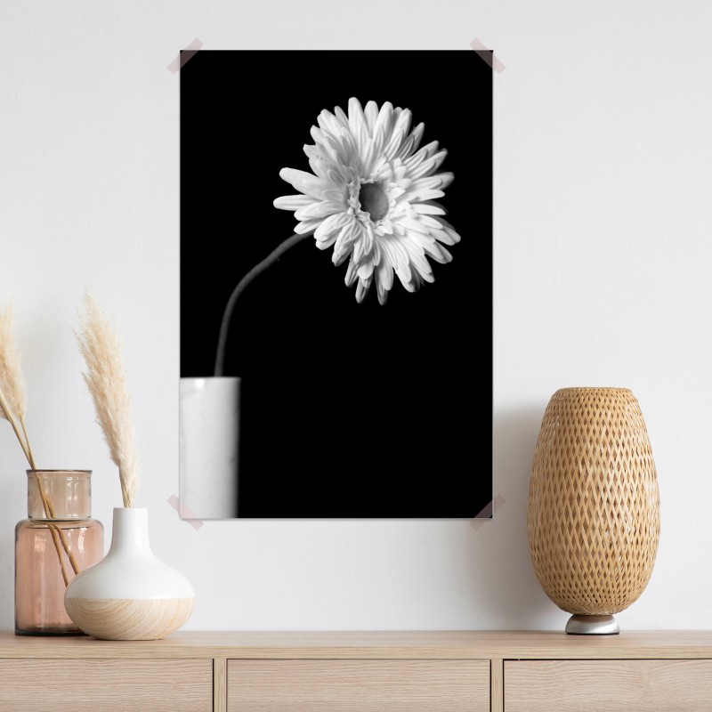 Plakat biała gerbera na czarnym tle – Wallissimo® Plakat biała gerbera na czarnym tle – Wallissimo®