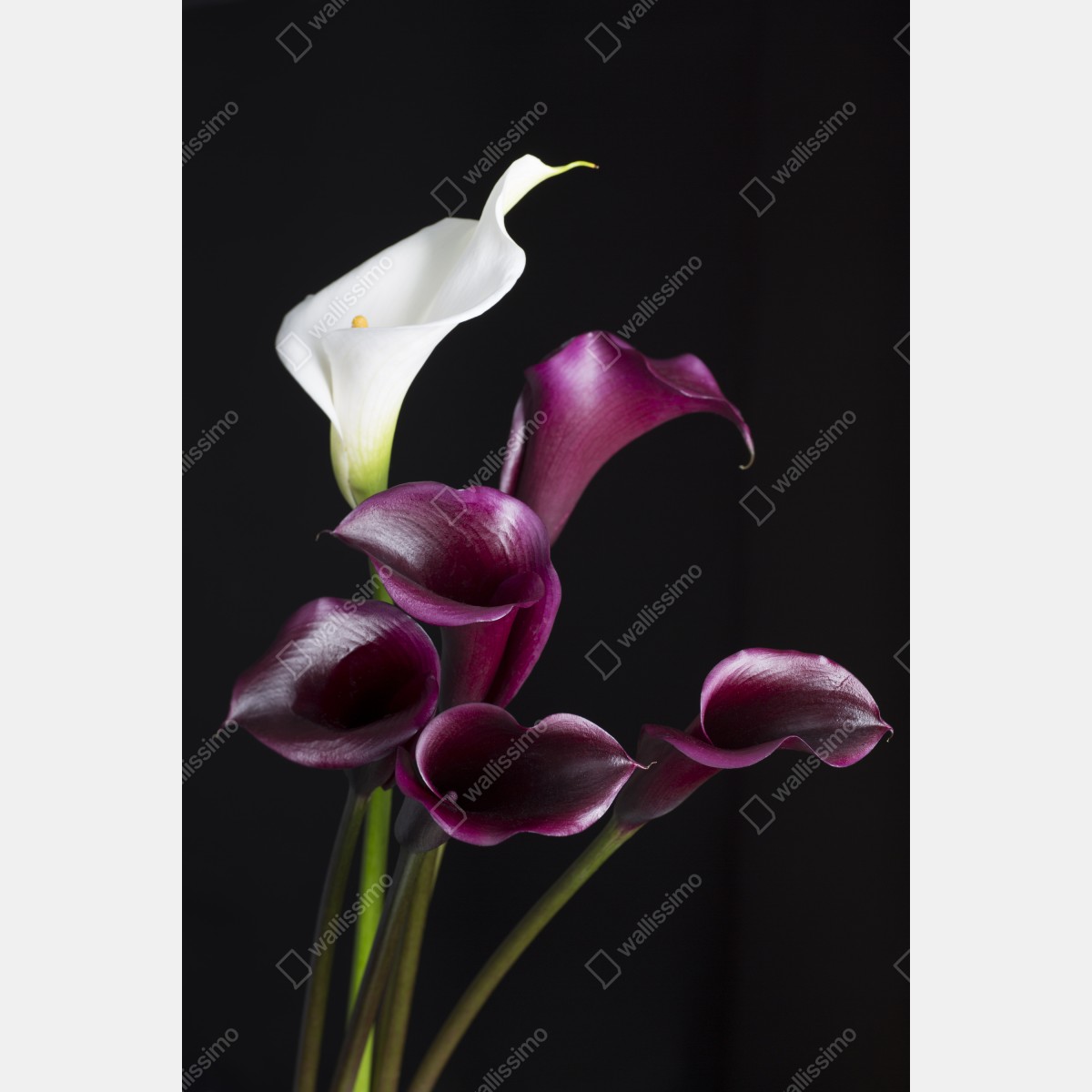 Plakat bukiet fioletowych i białych kalii – Wallissimo® Plakat bukiet fioletowych i białych kalii – Wallissimo®