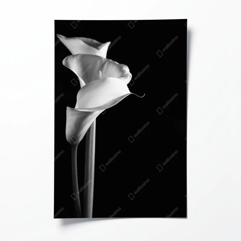 Plakat eleganckie kalie w monochromie