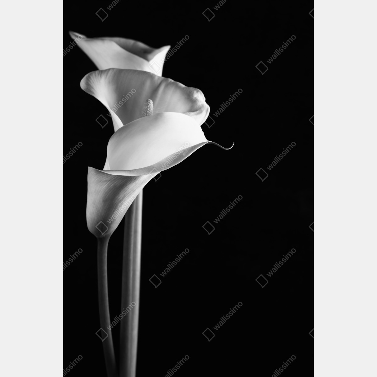 Plakat eleganckie kalie w monochromie – Wallissimo® Plakat eleganckie kalie w monochromie – Wallissimo®
