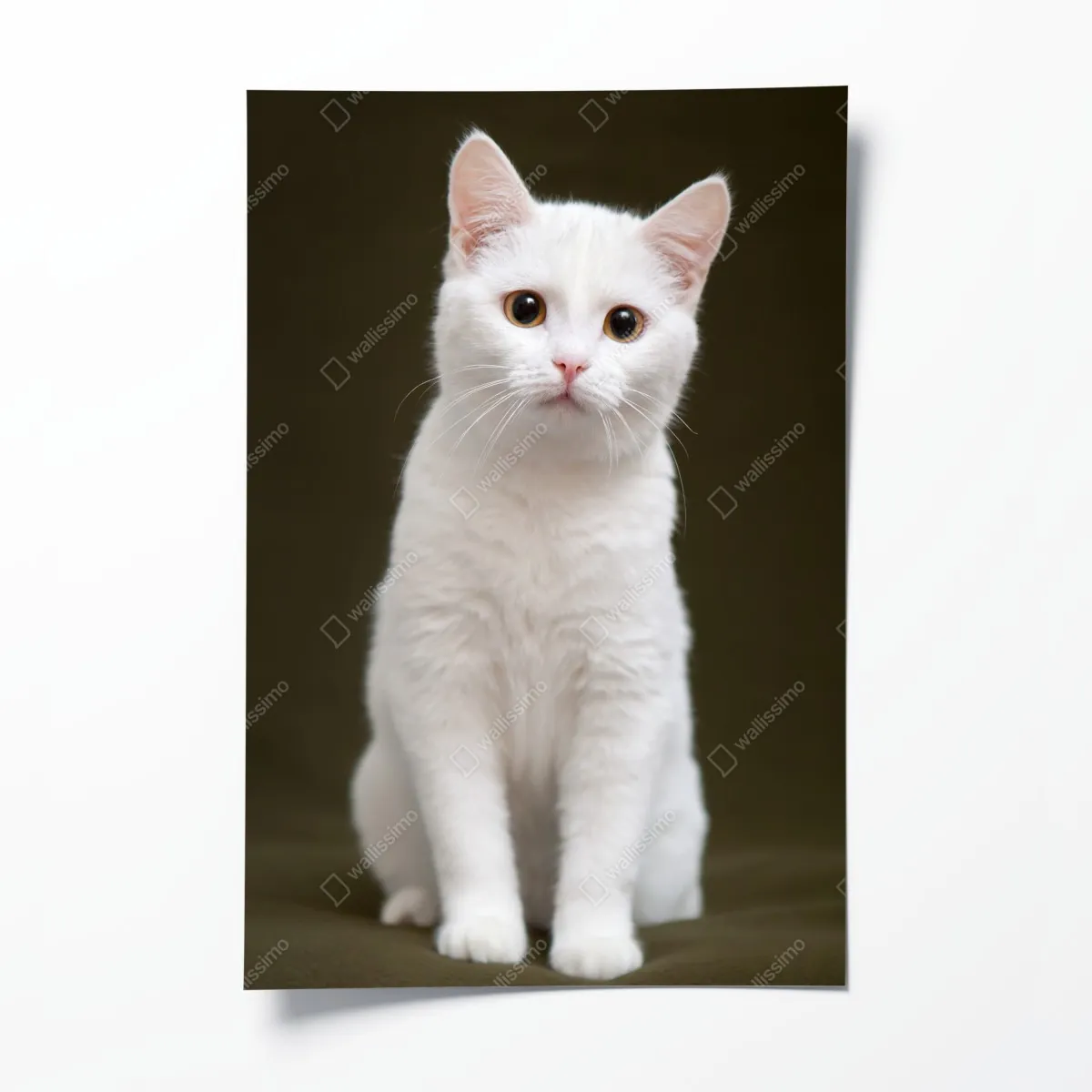 Plakat uroczy portret białego kota – Wallissimo® Plakat uroczy portret białego kota – Wallissimo®
