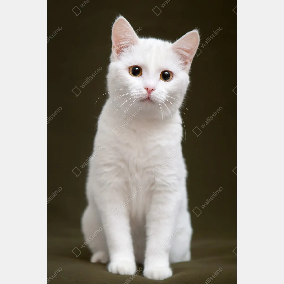 Plakat uroczy portret białego kota – Wallissimo® Plakat uroczy portret białego kota – Wallissimo®