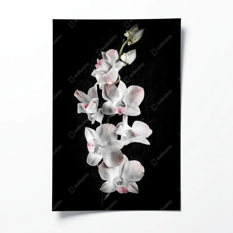 Plakat biały i różowy storczyk na czarnym tle