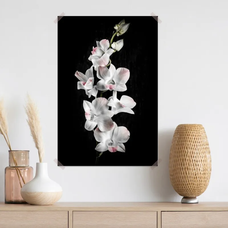 Plakat biały i różowy storczyk na czarnym tle – Wallissimo® Plakat biały i różowy storczyk na czarnym tle – Wallissimo®