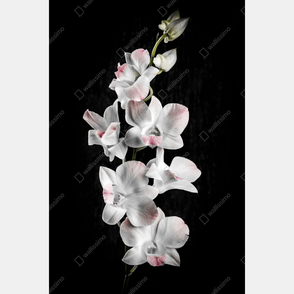 Plakat biały i różowy storczyk na czarnym tle – Wallissimo® Plakat biały i różowy storczyk na czarnym tle – Wallissimo®