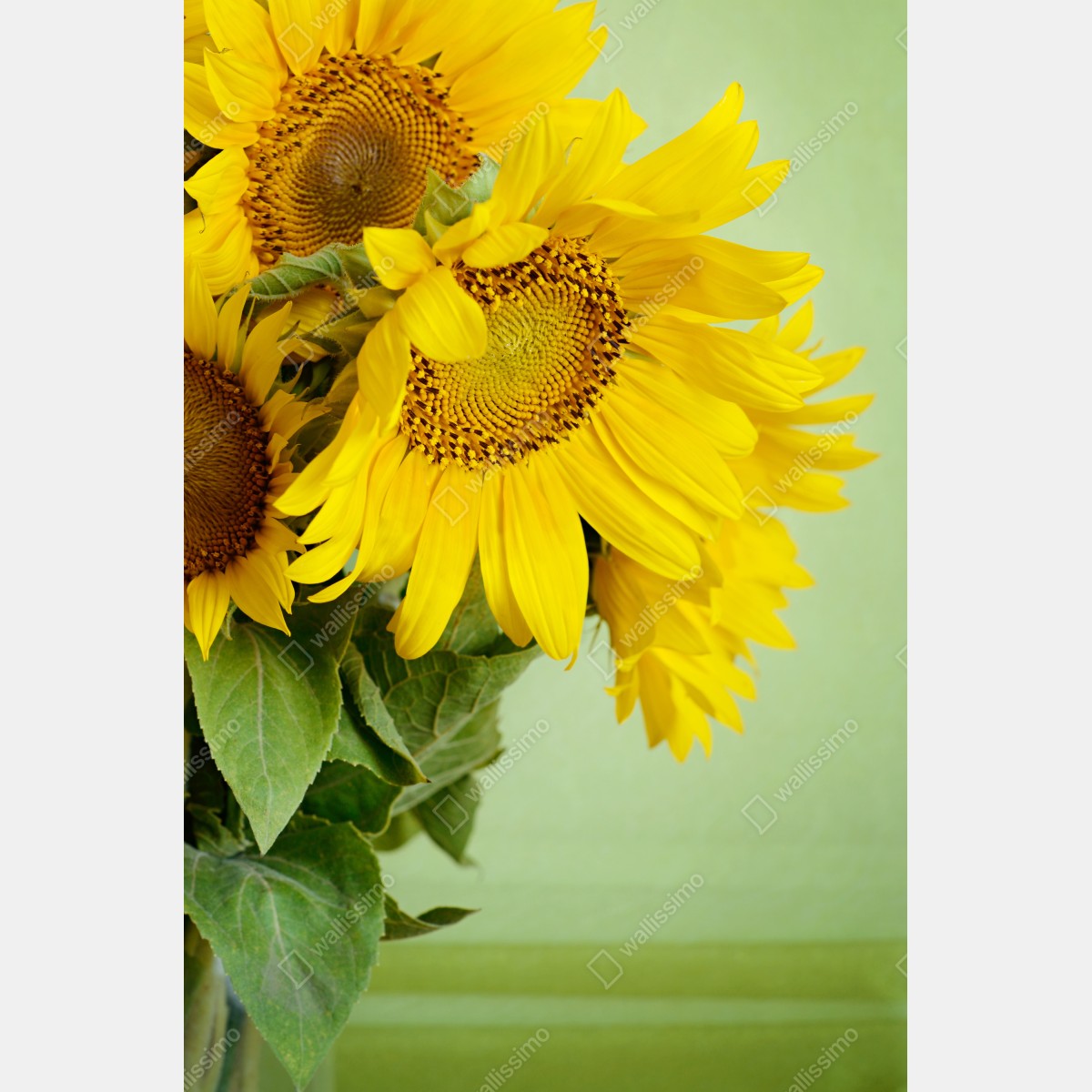 Plakat jasny bukiet słoneczników na zielonym tle – Wallissimo® Plakat jasny bukiet słoneczników na zielonym tle – Wallissimo®