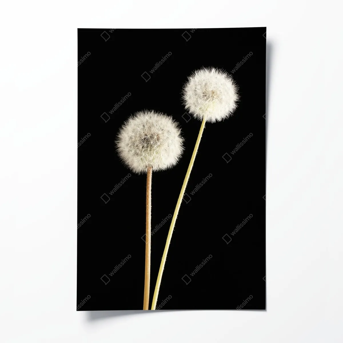 Plakat delikatne dmuchawce na czarnym tle – Wallissimo® Plakat delikatne dmuchawce na czarnym tle – Wallissimo®