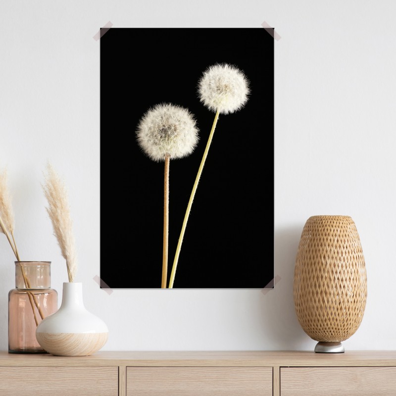 Plakat delikatne dmuchawce na czarnym tle – Wallissimo® Plakat delikatne dmuchawce na czarnym tle – Wallissimo®