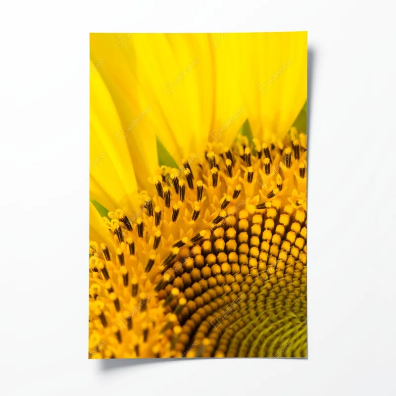 Plakat zachód słońca nad wiatrakami w Holandii – Wallissimo®