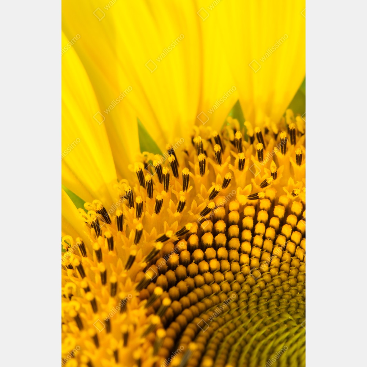 Plakat złoty słonecznik zbliżenie – Wallissimo® Plakat złoty słonecznik zbliżenie – Wallissimo®
