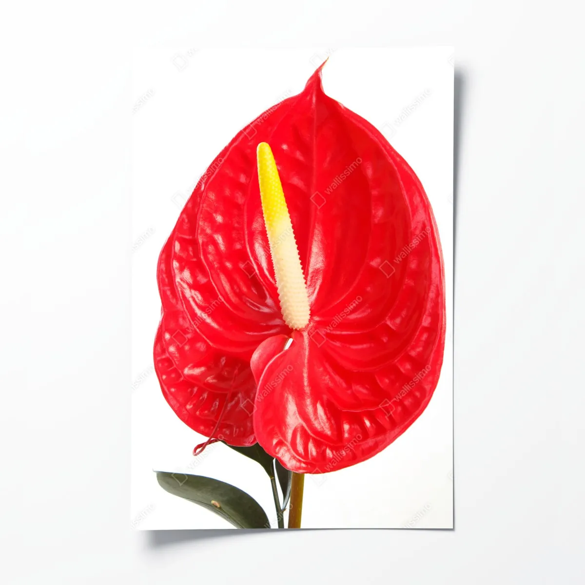 Plakat intensywne czerwone anturium – Wallissimo® Plakat intensywne czerwone anturium – Wallissimo®