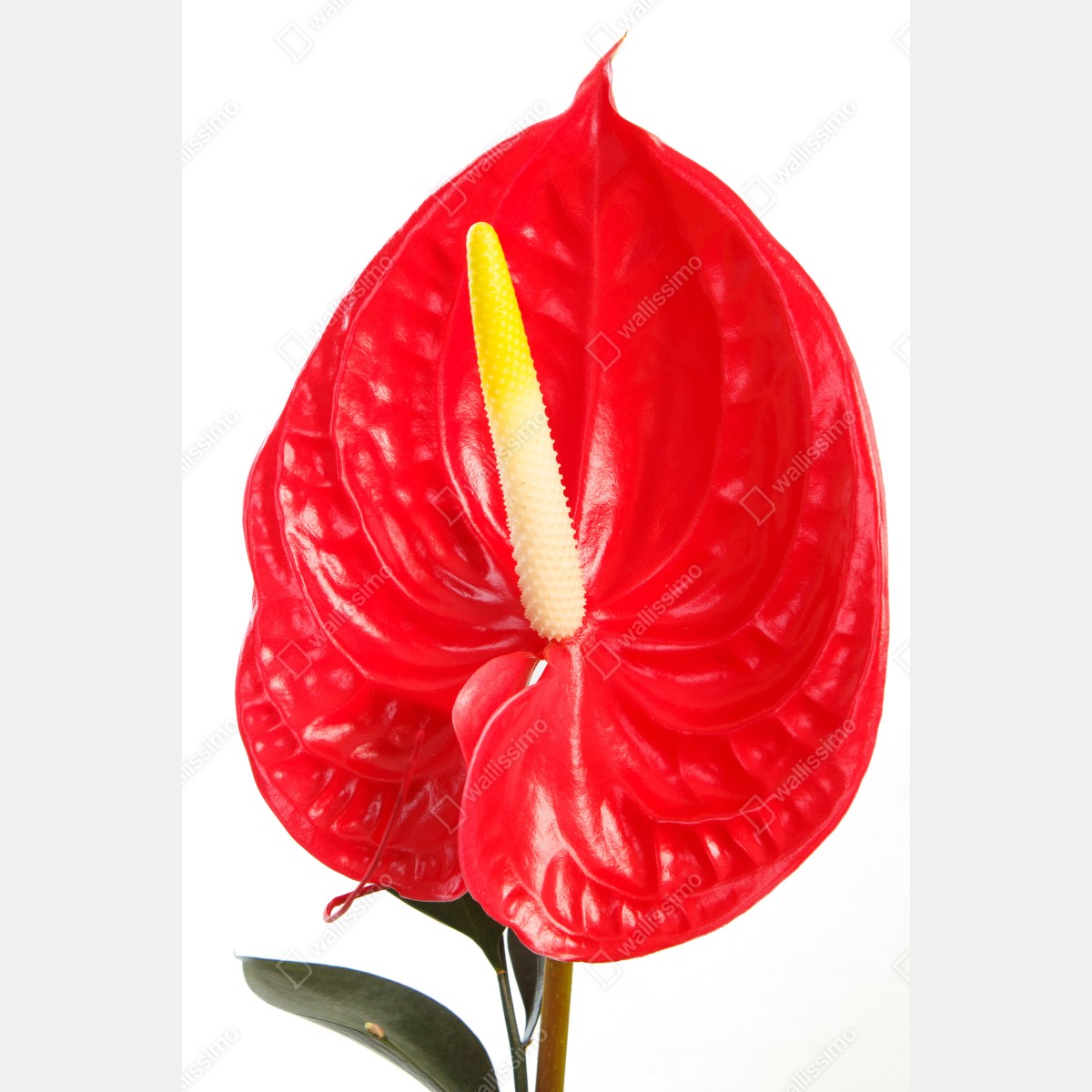 Plakat intensywne czerwone anturium – Wallissimo® Plakat intensywne czerwone anturium – Wallissimo®