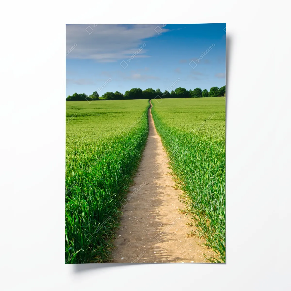 Plakat słoneczna ścieżka przez zieloną łąkę – Wallissimo® Plakat słoneczna ścieżka przez zieloną łąkę – Wallissimo®