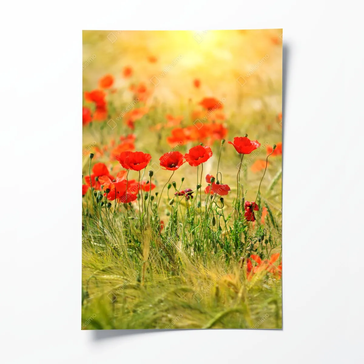 Plakat łąka czerwonych maków w słońcu – Wallissimo® Plakat łąka czerwonych maków w słońcu – Wallissimo®