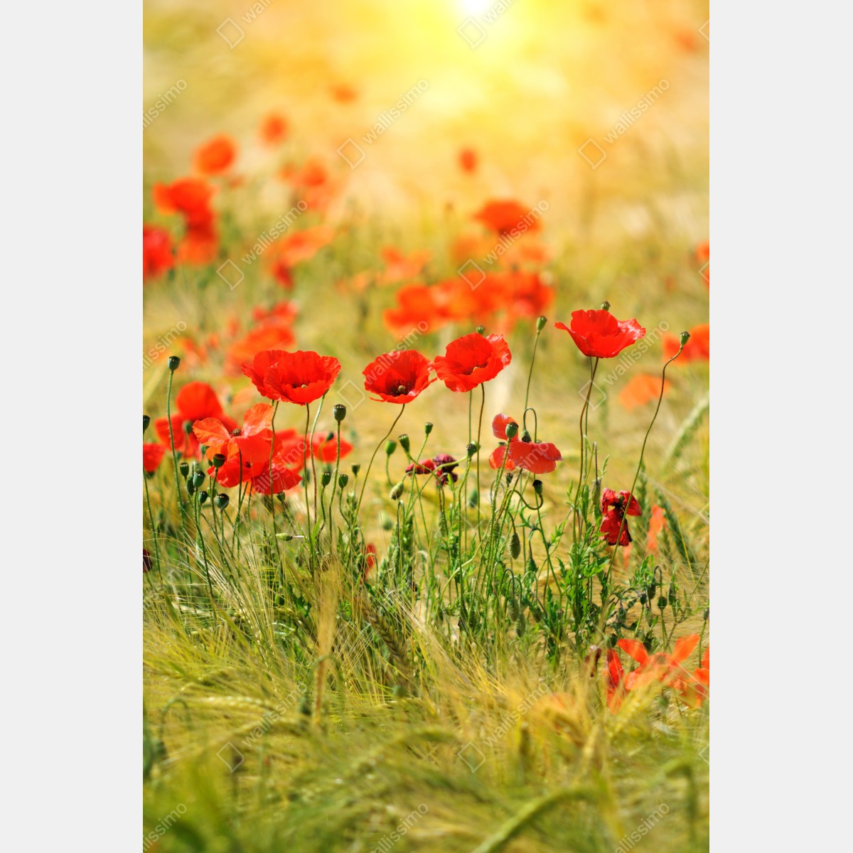 Plakat łąka czerwonych maków w słońcu – Wallissimo® Plakat łąka czerwonych maków w słońcu – Wallissimo®