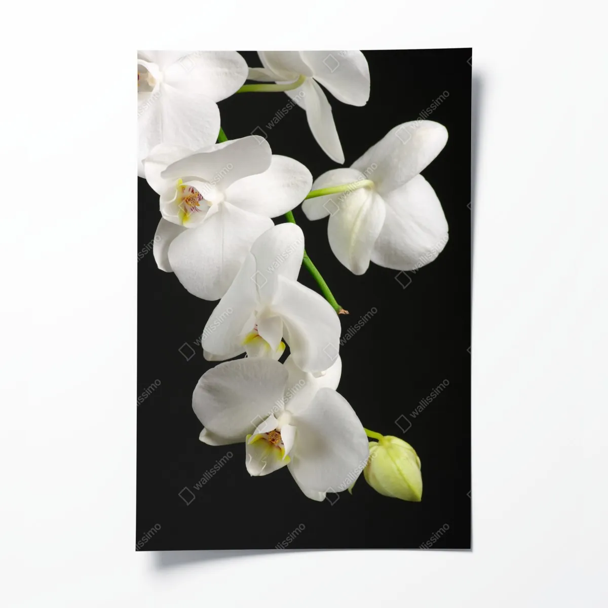 Plakat biała gałązka orchidei na czarnym tle – Wallissimo® Plakat biała gałązka orchidei na czarnym tle – Wallissimo®