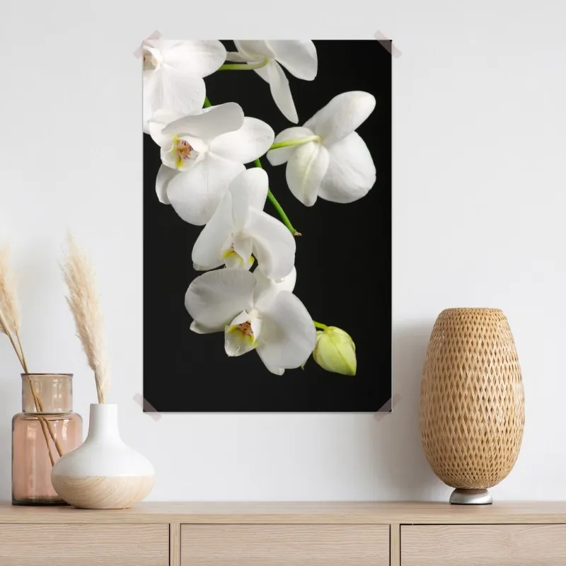 Plakat biała gałązka orchidei na czarnym tle – Wallissimo® Plakat biała gałązka orchidei na czarnym tle – Wallissimo®