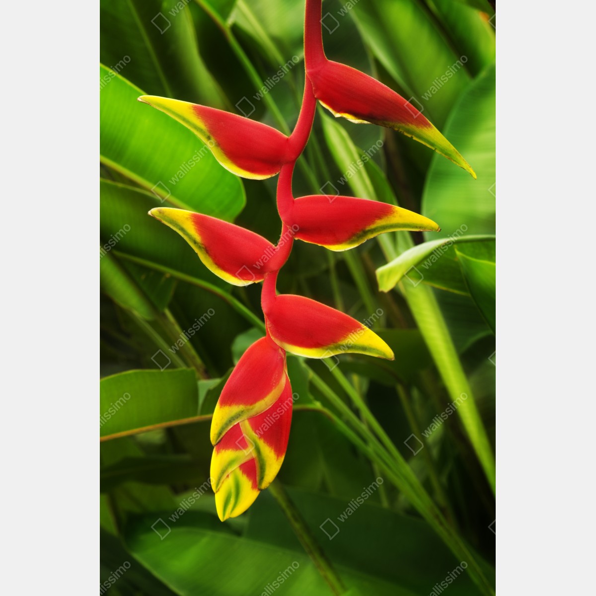 Plakat wibrująca heliconia w tropikalnym listowiu – Wallissimo® Plakat wibrująca heliconia w tropikalnym listowiu – Wallissimo®