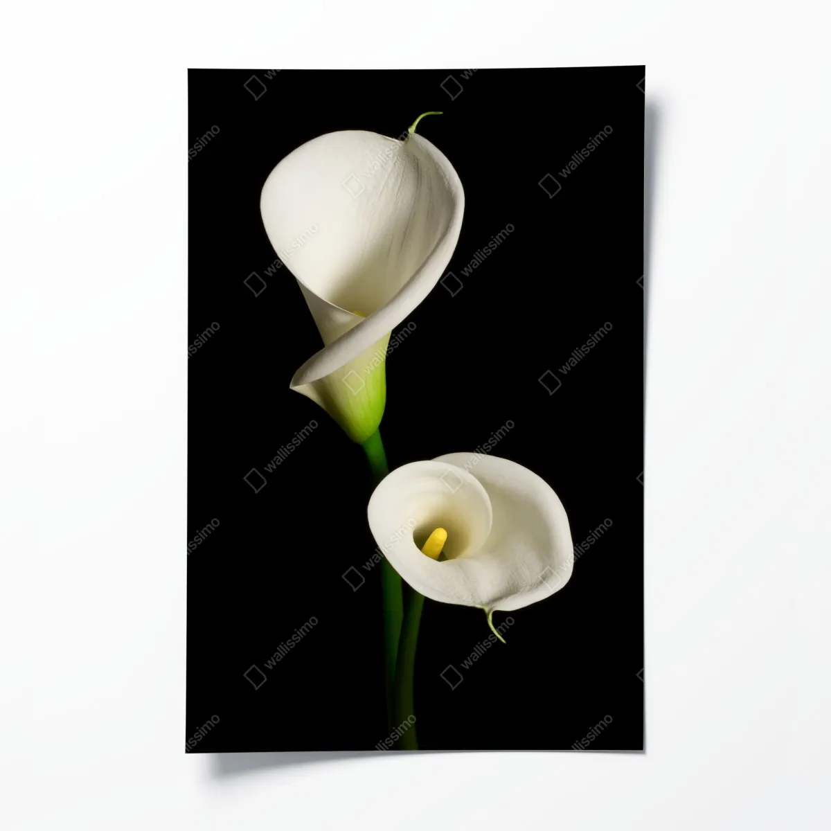 Plakat białe kalie na czarnym tle – Wallissimo® Plakat białe kalie na czarnym tle – Wallissimo®