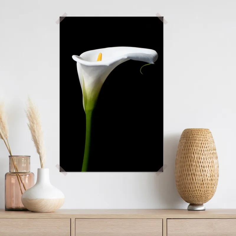 Plakat elegancka biała kalia na czarnym tle – Wallissimo® Plakat elegancka biała kalia na czarnym tle – Wallissimo®