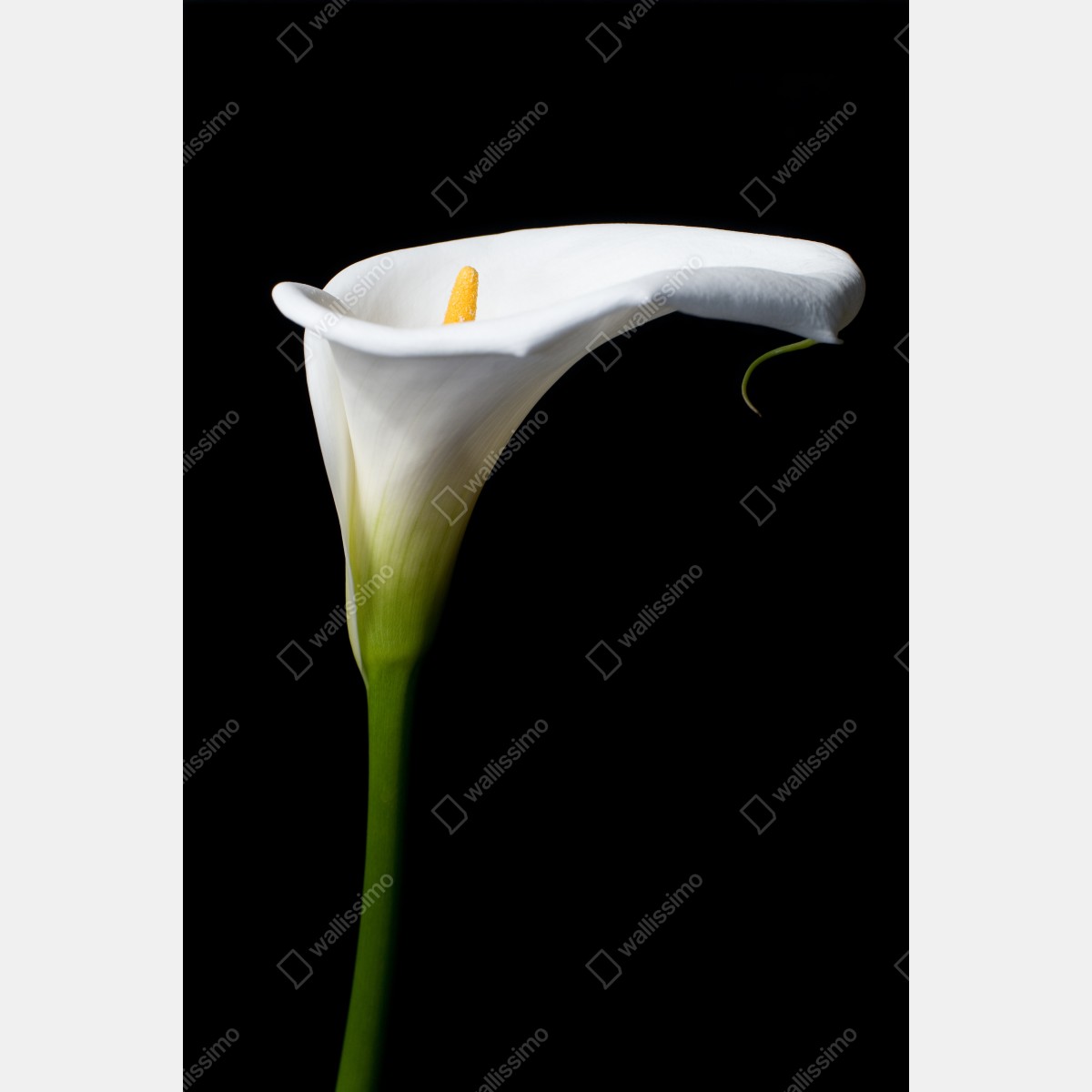 Plakat elegancka biała kalia na czarnym tle – Wallissimo® Plakat elegancka biała kalia na czarnym tle – Wallissimo®