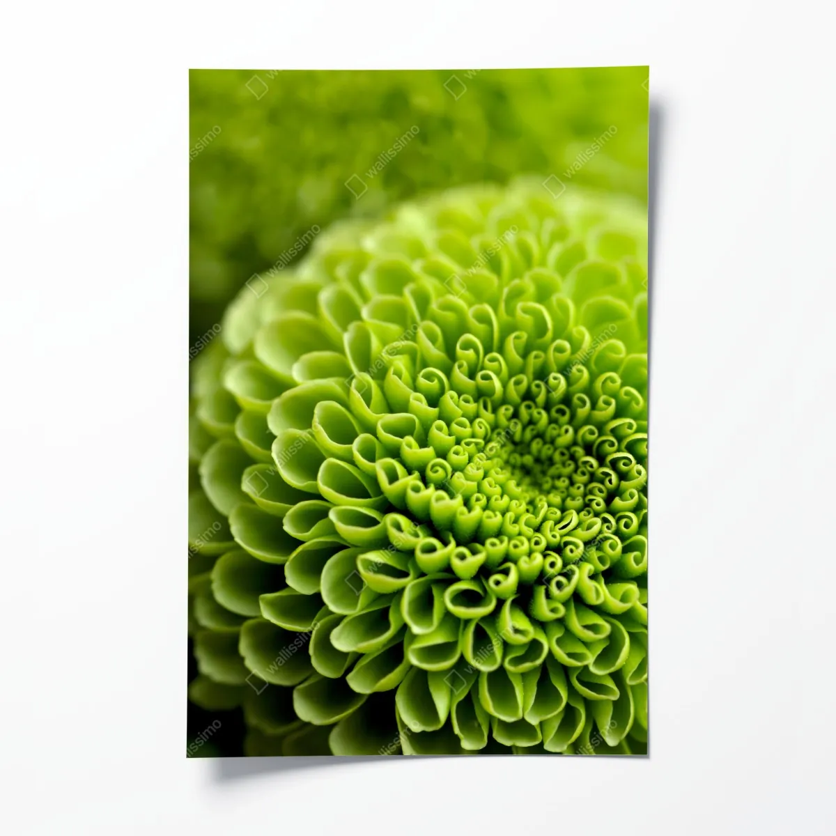 Plakat intensywna zielona spirala kwiatowa – Wallissimo® Plakat intensywna zielona spirala kwiatowa – Wallissimo®