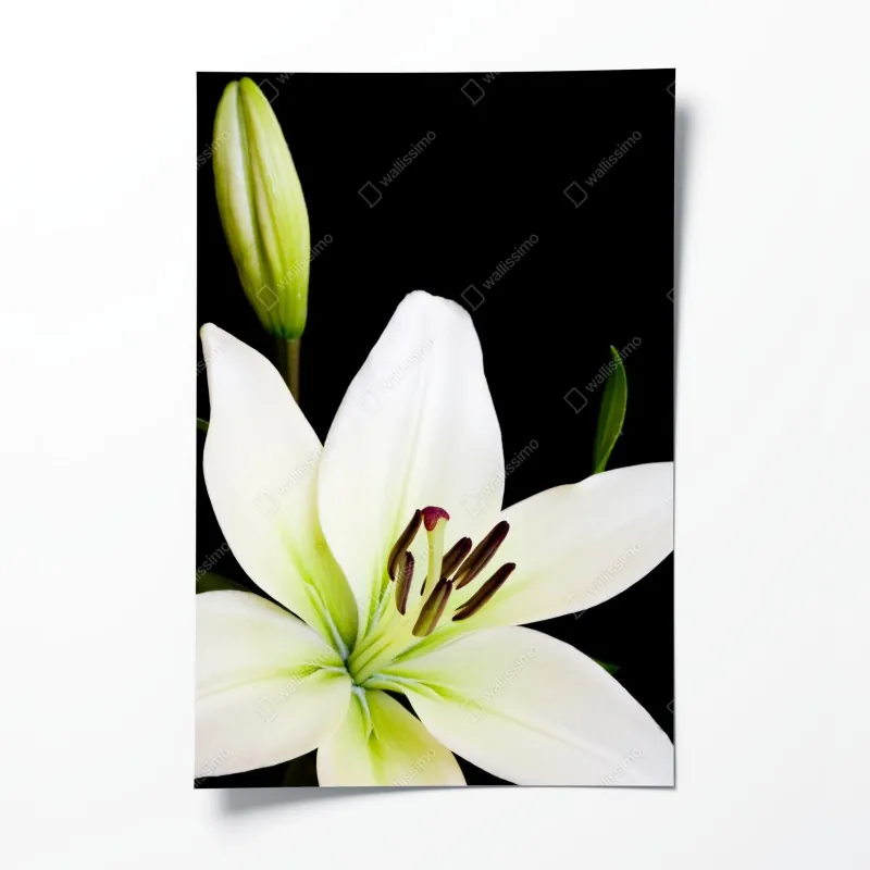 Plakat biała lilia na czarnym tle