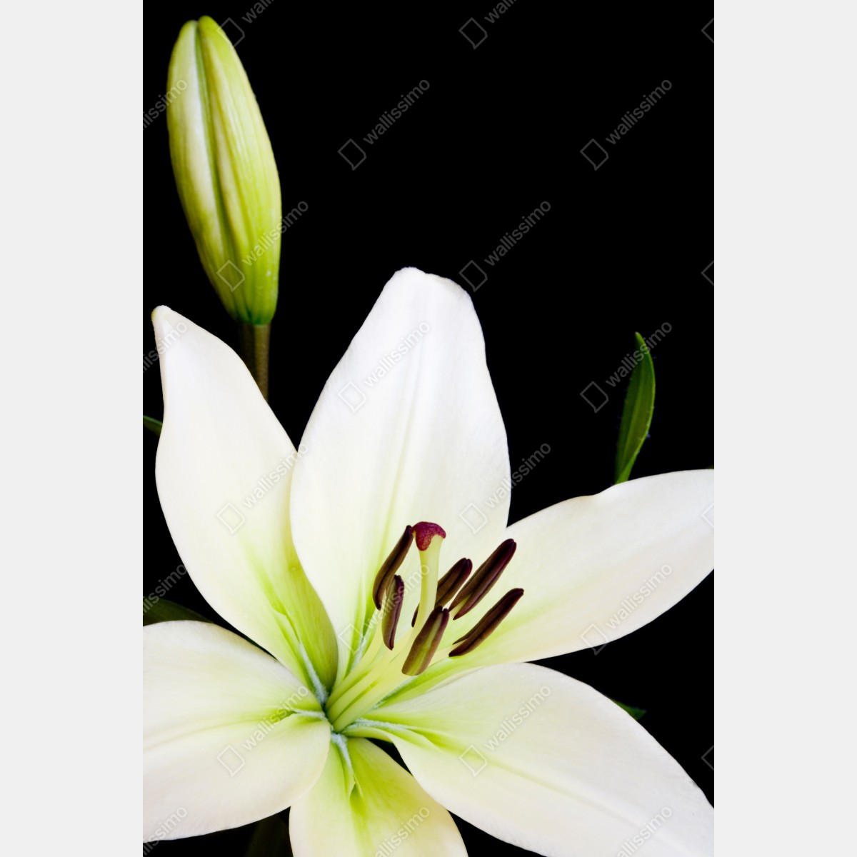 Plakat biała lilia na czarnym tle – Wallissimo® Plakat biała lilia na czarnym tle – Wallissimo®