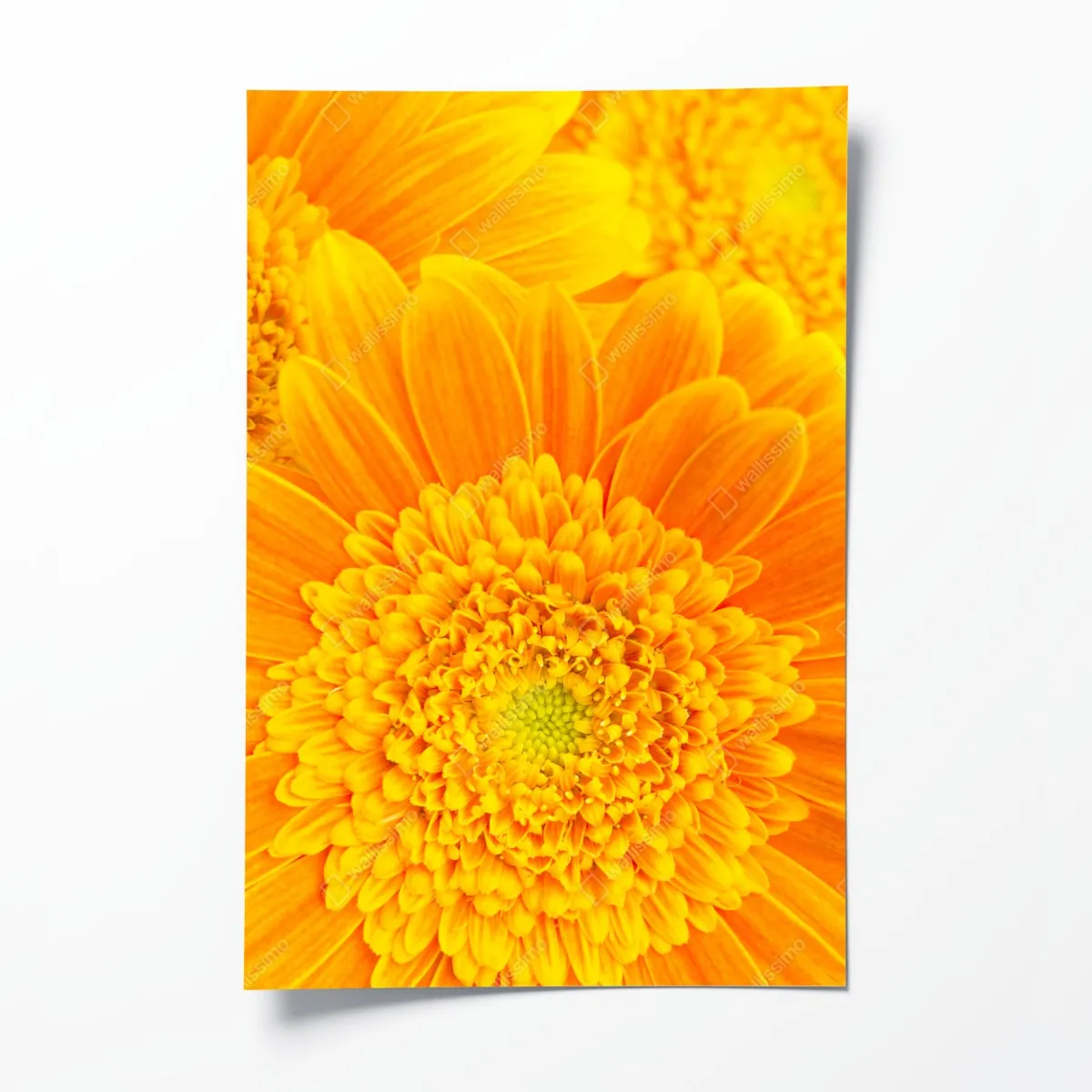 Plakat intensywny pomarańczowy kwiat gerbery z bliska – Wallissimo® Plakat intensywny pomarańczowy kwiat gerbery z bliska – Wallissimo®