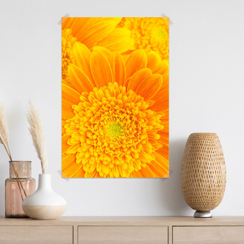 Plakat intensywny pomarańczowy kwiat gerbery z bliska – Wallissimo® Plakat intensywny pomarańczowy kwiat gerbery z bliska – Wallissimo®