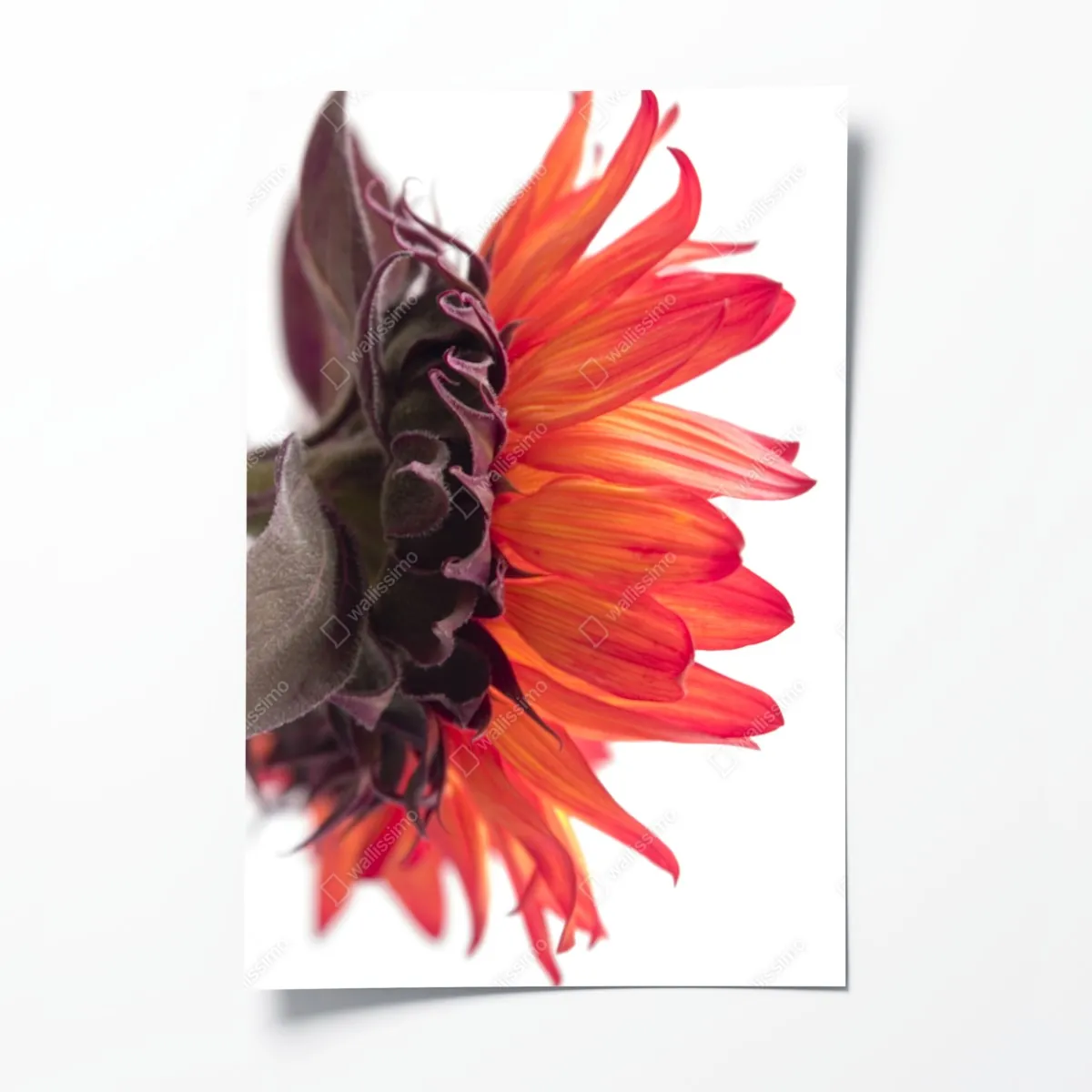 Plakat intensywny pomarańczowy słonecznik zbliżenie – Wallissimo® Plakat intensywny pomarańczowy słonecznik zbliżenie – Wallissimo®