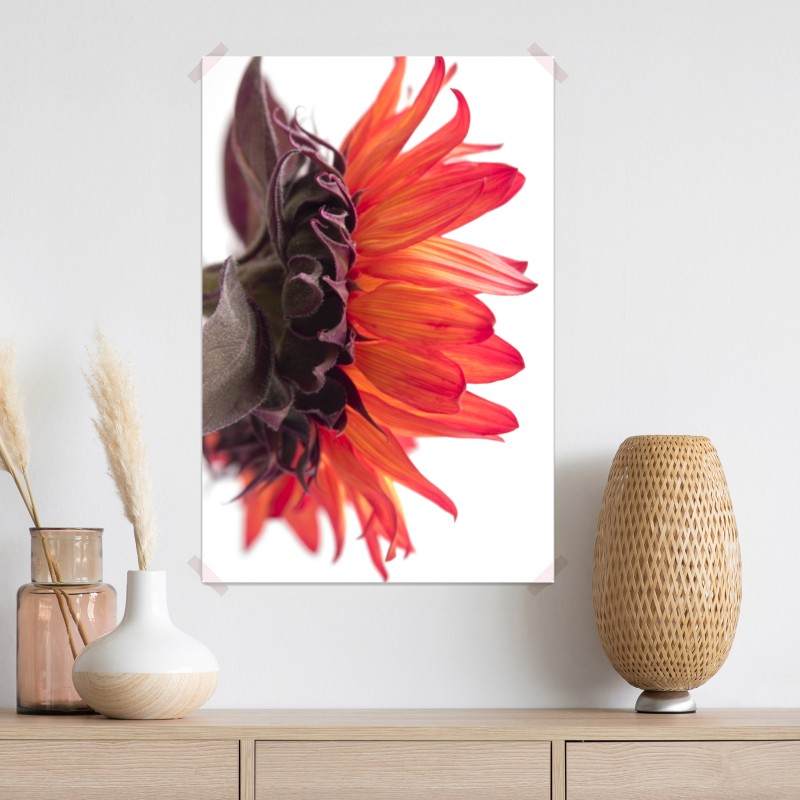 Plakat intensywny pomarańczowy słonecznik zbliżenie – Wallissimo® Plakat intensywny pomarańczowy słonecznik zbliżenie – Wallissimo®