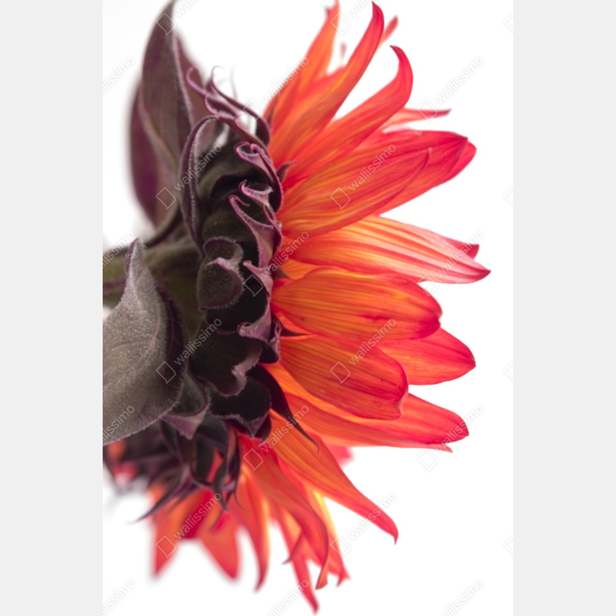 Plakat intensywny pomarańczowy słonecznik zbliżenie – Wallissimo® Plakat intensywny pomarańczowy słonecznik zbliżenie – Wallissimo®