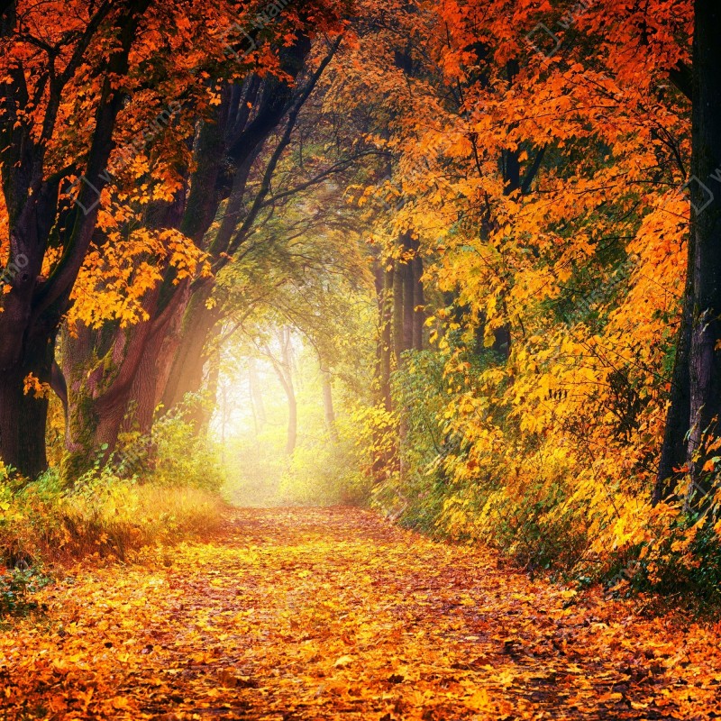 Fototapeta jesienna leśna ścieżka w złotym świetle – Wallissimo® Fototapeta jesienna leśna ścieżka w złotym świetle – Wallissimo®