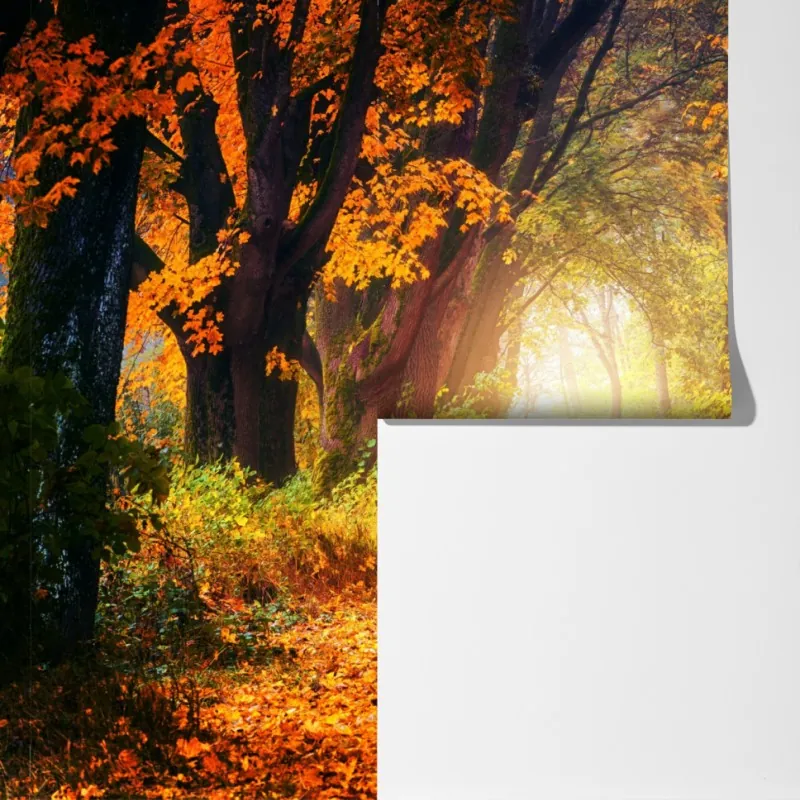 Fototapeta jesienna leśna ścieżka w złotym świetle – Wallissimo® Fototapeta jesienna leśna ścieżka w złotym świetle – Wallissimo®