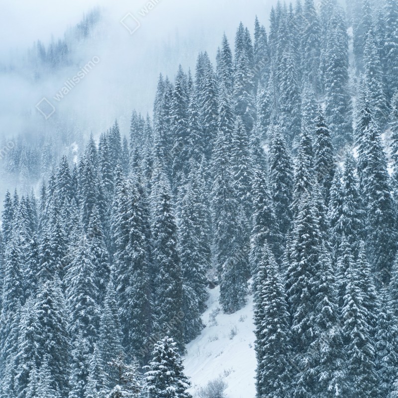 Fototapeta mglisty ośnieżony las sosnowy – Wallissimo® Fototapeta mglisty ośnieżony las sosnowy – Wallissimo®