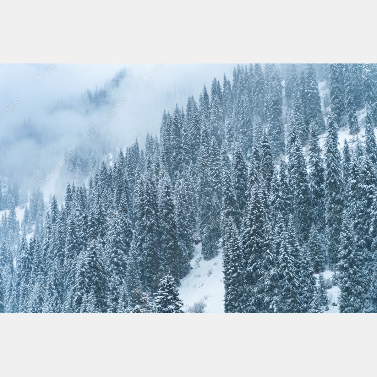 Fototapeta mglisty ośnieżony las sosnowy – Wallissimo® Fototapeta mglisty ośnieżony las sosnowy – Wallissimo®