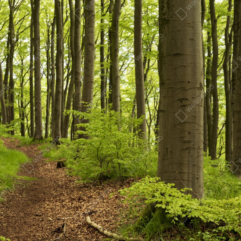 Fototapeta spokojna zielona ścieżka leśna – Wallissimo® Fototapeta spokojna zielona ścieżka leśna – Wallissimo®