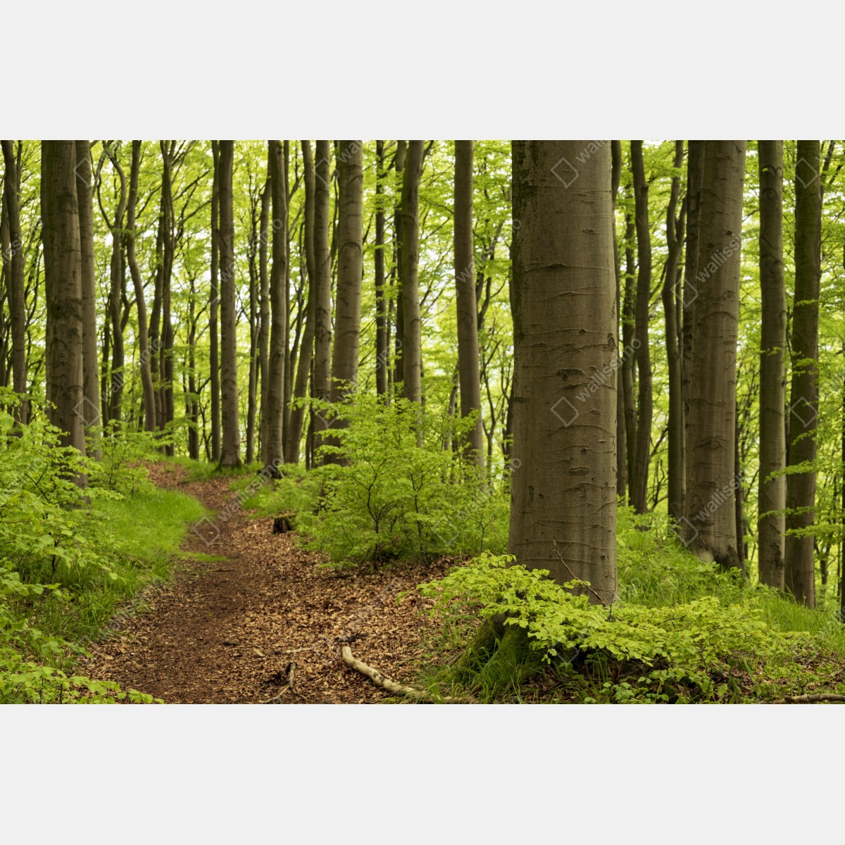 Fototapeta spokojna zielona ścieżka leśna – Wallissimo® Fototapeta spokojna zielona ścieżka leśna – Wallissimo®