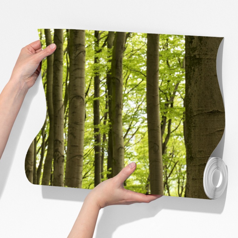 Fototapeta spokojna zielona ścieżka leśna – Wallissimo® Fototapeta spokojna zielona ścieżka leśna – Wallissimo®